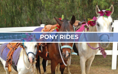 pony pony